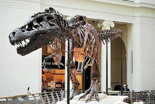 Large T-Rex Skull Sculpture for Dinosaur Lovers