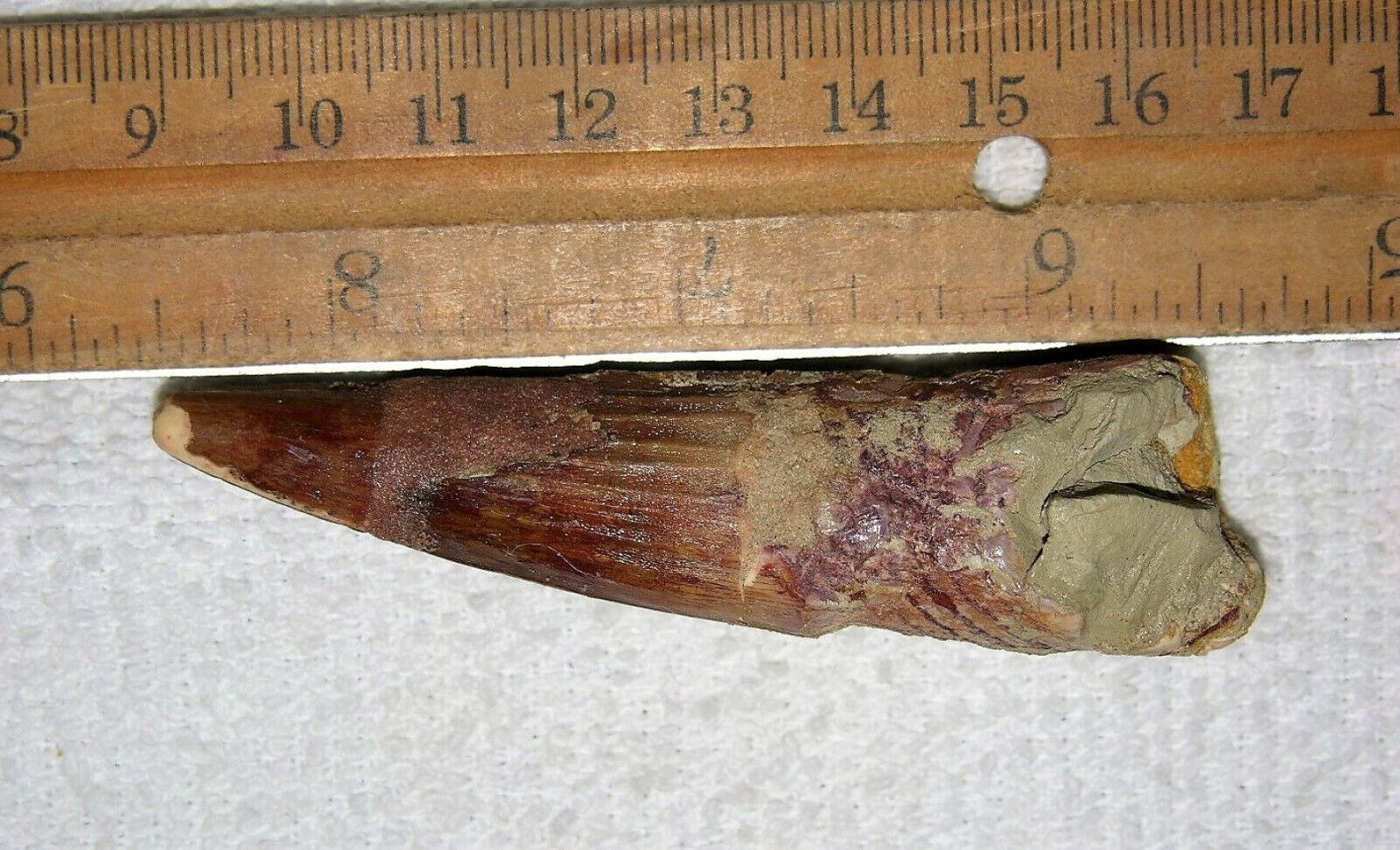 Spinosaurus Tooth Fossil - 3" Long Extinct Relic