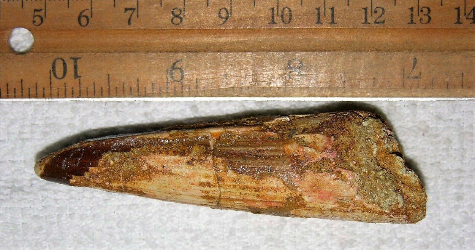 Spinosaurus Tooth Fossil - 3" Long Extinct Relic