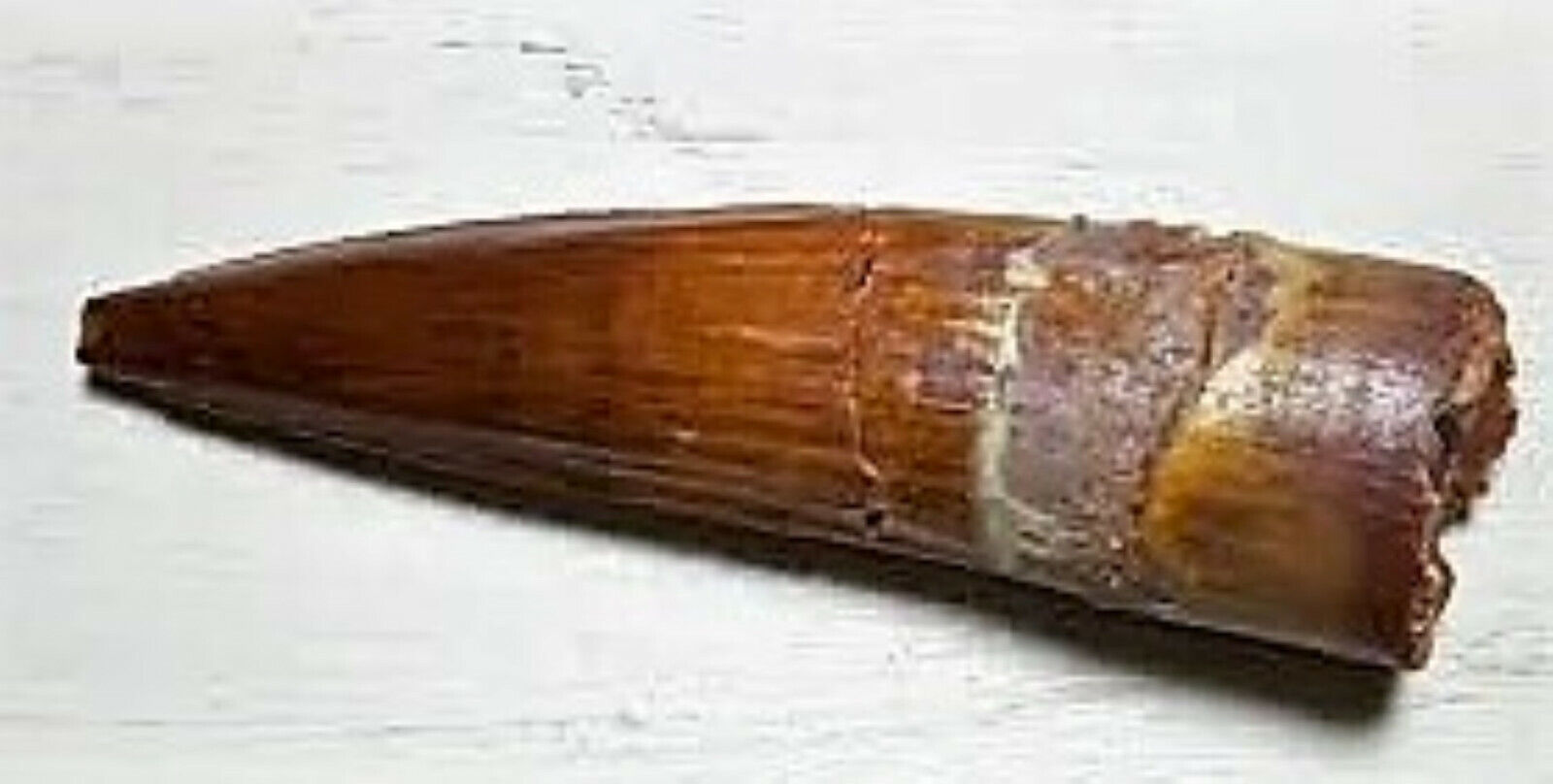 Spinosaurus Tooth Fossil - 3" Long Extinct Relic