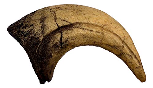 Velociraptor Claw Replica - Museum Quality