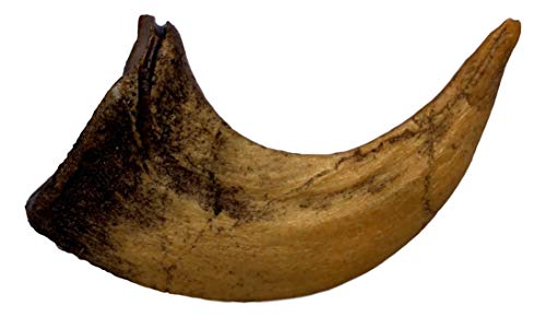 Velociraptor Claw Replica - Museum Quality