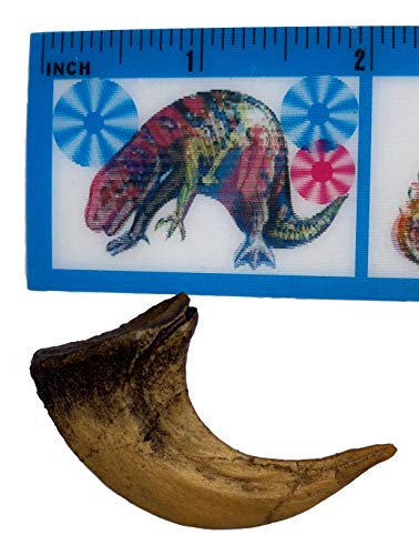 Velociraptor Claw Replica - Museum Quality