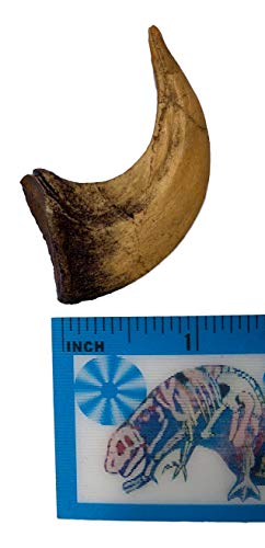 Velociraptor Claw Replica - Museum Quality