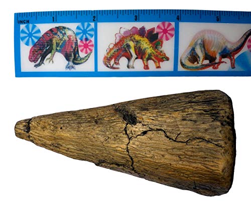 Museum Quality Iguanodon Thumb Spike Replica