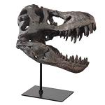 T Rex Skull, Dinosaur Bones Resin Replica Head Sculptures with Bracket Tyrannosaurus Teaching Skeleton Statue Model for Home Office Decor Bookshelf Shelf Display, Holiday Birthday Gift for Adults