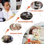 T Rex Skull, Dinosaur Bones Resin Replica Head Sculptures with Bracket Tyrannosaurus Teaching Skeleton Statue Model for Home Office Decor Bookshelf Shelf Display, Holiday Birthday Gift for Adults