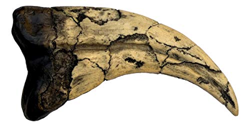 Museum-quality Utahraptor Dinosaur Claw Replica - 7