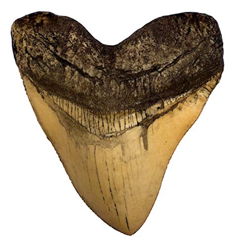 Museum Quality Ivory Megalodon Shark Tooth Replica