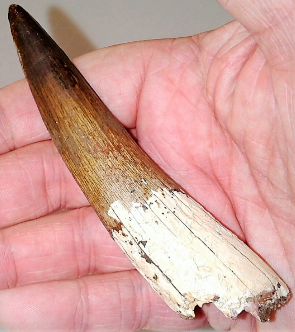 Spinosaurus Tooth Fossil - 3" Long Extinct Relic