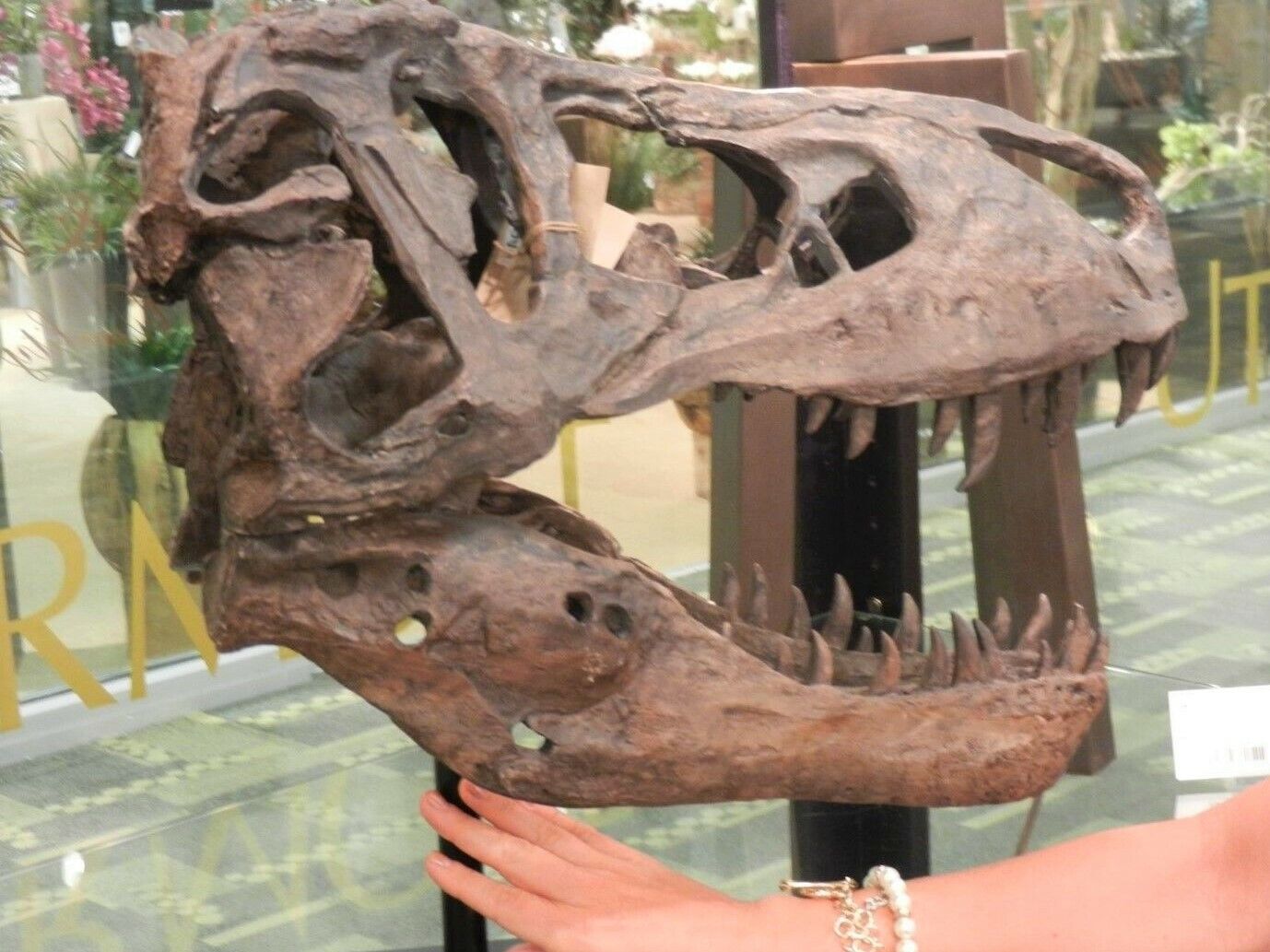 Large T-Rex Skull Sculpture for Dinosaur Lovers