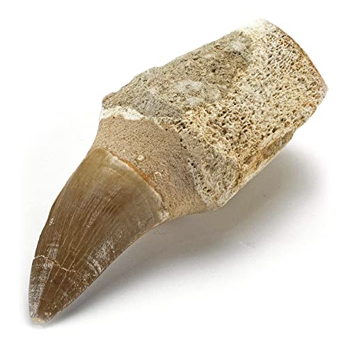 Moroccan Mosasaur Tooth for Fossil Collection & Education