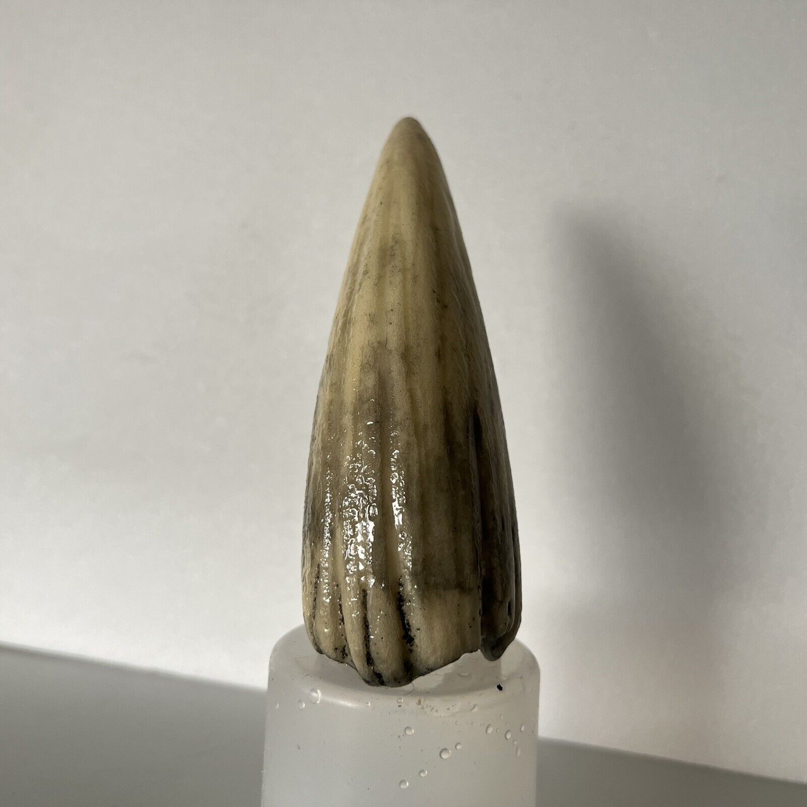 Custom Apex Dinosaur Tooth (weathered)