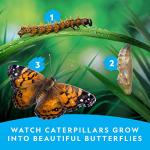 NATIONAL GEOGRAPHIC Caterpillar Growing Kit - Butterfly Habitat with Voucher for 5 Caterpillars, Cage, and Feeder (Amazon Exclusive)