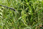 Roundup Pro Active 360 5L Weed Killer