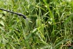 Roundup Pro Vantage 480 - Powerful 5L Weed Killer