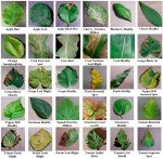 Systemic Contact Fungicide for Leaf Spot & Rust