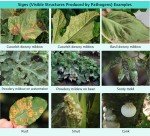 Systemic Contact Fungicide for Leaf Spot & Rust