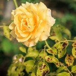Systemic Contact Fungicide for Leaf Spot & Rust