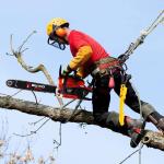 BU-KO 65cc Petrol Chainsaw with 2 Chains
