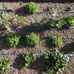 Agro Exudation Roll 100 m Irrigation Hose