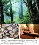 Foldable Sauna Backrest with Non-Slip Pads