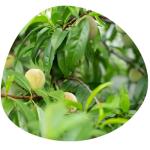 Share Original® Japanese Apricot Plum Ferment 3-Pack
