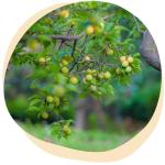 Fermented Green Plum Japanese Apricot - 1.1lb
