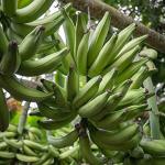 Plantain Strips Sea Salt - Healthy Snack Pack