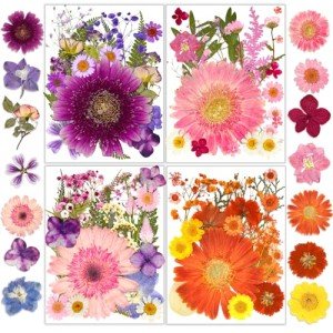 Dried Pressed Flowers for Craft and DIY
