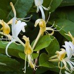 Honeysuckle Scented Wax Melts - Strong and Sweet
