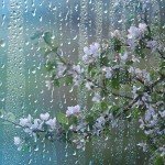 Spring Rain Scented Jar Candle - 18 oz