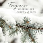 Thymes Frasier Fir 12" Scented Candle Set
