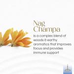 Gonesh Nag Champa Scented Incense Sticks - 100 Pack