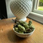 Hillhouse Naturals Potpourri Green Pine Cones - Potpourri Bowl Filler Vase Christmas Scent Potpourri Pine Scented Dried Flower Fragrance Farmhouse Decor - 8oz (Cedar & Pine)