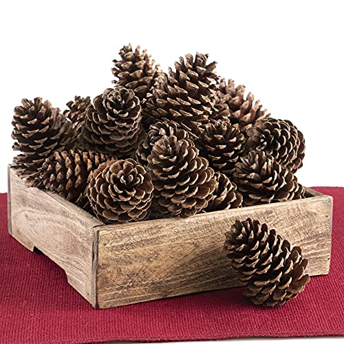 ANDALUCA Pinecone Vase & Bowl Fillers | Scented Pine cones Decor (Natural)