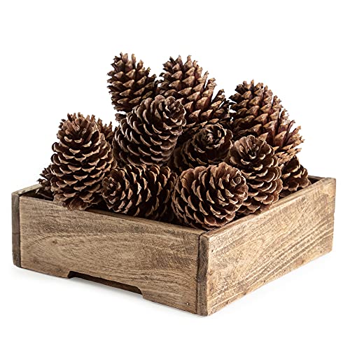 ANDALUCA Pinecone Vase & Bowl Fillers | Scented Pine cones Decor (Natural)