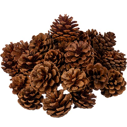 Cinnamon Scented Pinecones for Decorating - 1lb (40) Pack Small Cinnamon Pine Cones for Crafts and Vase Filler - Cinnamon Fragrance Pine Cones - Decorative Pinecones - Mini Pine Cones -Pine Cone Decor