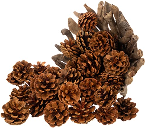 Cinnamon Scented Pinecones for Decorating - 1lb (40) Pack Small Cinnamon Pine Cones for Crafts and Vase Filler - Cinnamon Fragrance Pine Cones - Decorative Pinecones - Mini Pine Cones -Pine Cone Decor