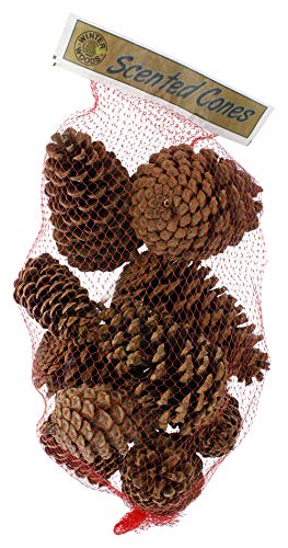 Winter Woods Cinnamon Scented Pinecones 12-14/Pkg, Large