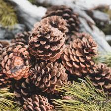 Rocky Mountain Goods Cinnamon Scented Pine Cones - Bag of 10+ Christmas Fragrant Pine Cones - Christmas Smell and Decoration - Pine Cones for Crafts, Ornaments, Decorations