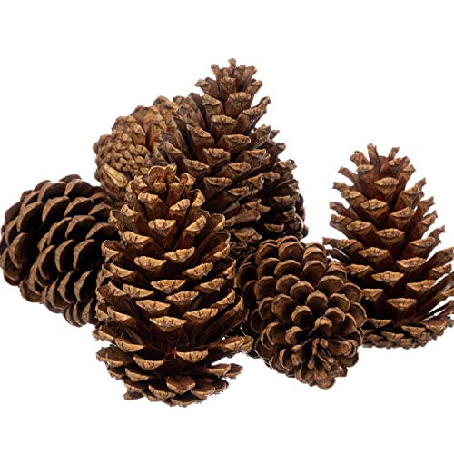 Cinnamon Scented Pine Cones - 8 Pieces 3" to 5" Medium - Large Pine Cones for Crafts - Pine Cones Bulk - Pinecone Ornaments - Pine Cones Decorations
