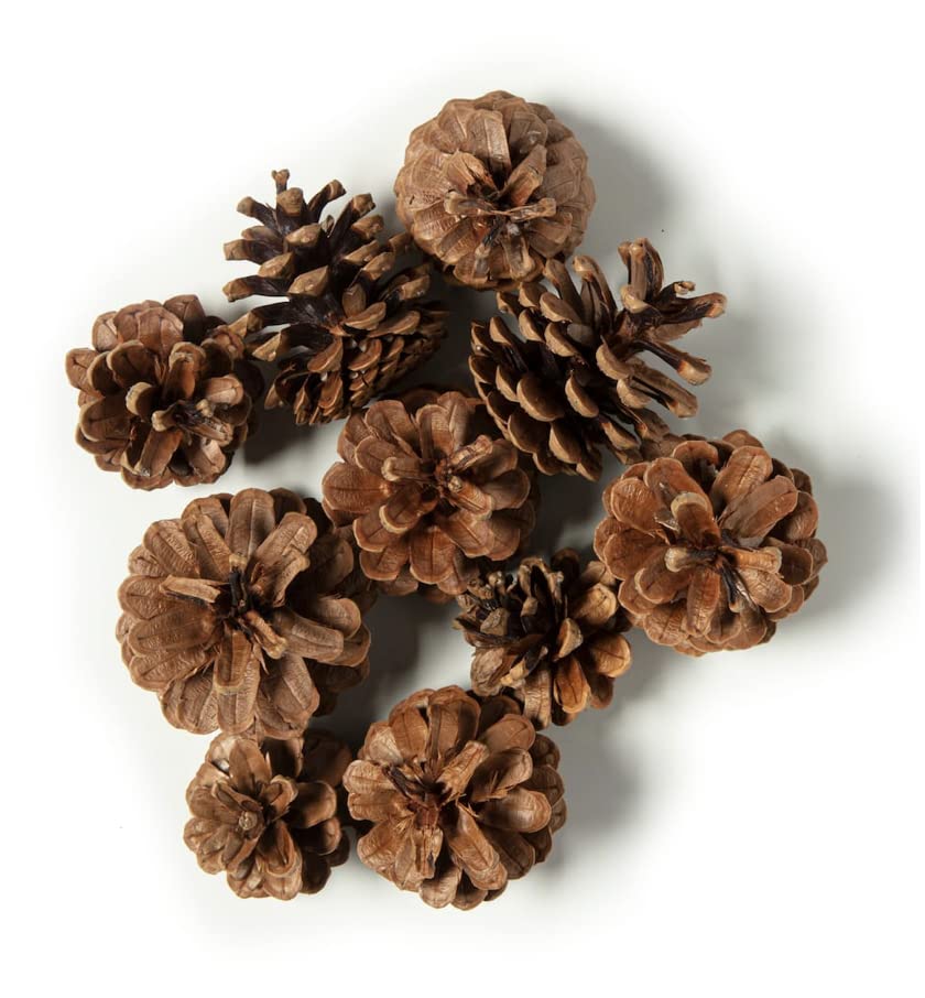 Rocky Mountain Goods Cinnamon Scented Pine Cones - Bag of 10+ Christmas Fragrant Pine Cones - Christmas Smell and Decoration - Pine Cones for Crafts, Ornaments, Decorations