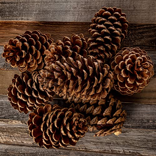 Cinnamon Scented Pine Cones - 8 Pieces 3" to 5" Medium - Large Pine Cones for Crafts - Pine Cones Bulk - Pinecone Ornaments - Pine Cones Decorations