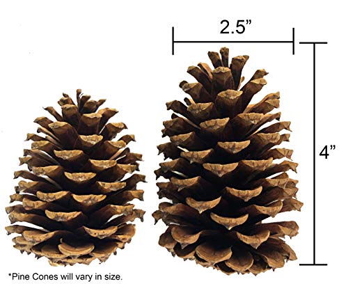 Cinnamon Scented Pine Cones - (7) 3" to 4” Tall Bulk Package Premium, Bug Free, and Perfect for Crafting for Home Accent Decor Pine Cones - Cinnamon Fragrance