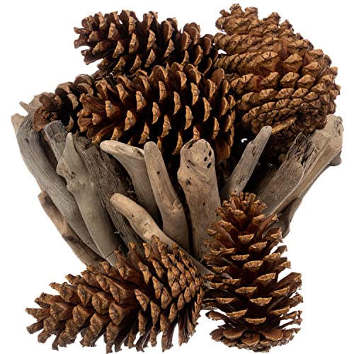 Cinnamon Scented Pine Cones - 8 Pieces 3" to 5" Medium - Large Pine Cones for Crafts - Pine Cones Bulk - Pinecone Ornaments - Pine Cones Decorations