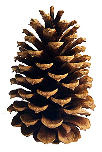 Cinnamon Scented Pine Cones - (7) 3" to 4” Tall Bulk Package Premium, Bug Free, and Perfect for Crafting for Home Accent Decor Pine Cones - Cinnamon Fragrance