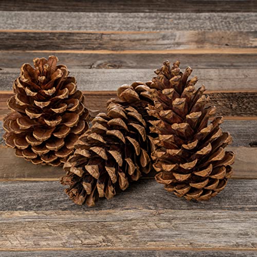 Cinnamon Scented Pine Cones - 8 Pieces 3" to 5" Medium - Large Pine Cones for Crafts - Pine Cones Bulk - Pinecone Ornaments - Pine Cones Decorations
