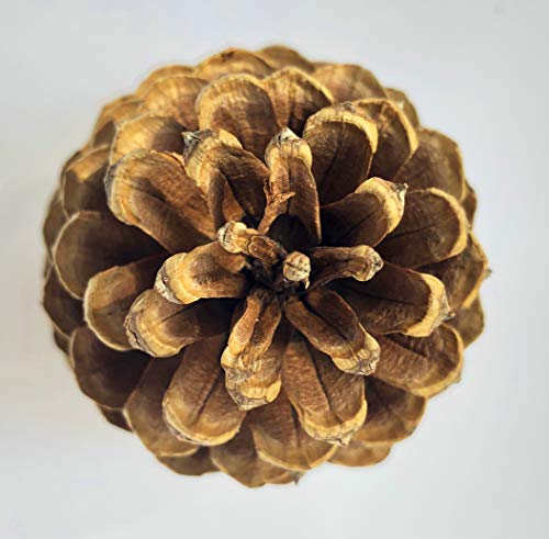 Cinnamon Scented Pine Cones - (7) 3" to 4” Tall Bulk Package Premium, Bug Free, and Perfect for Crafting for Home Accent Decor Pine Cones - Cinnamon Fragrance