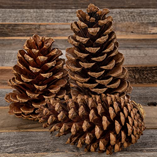 Cinnamon Scented Pine Cones - 8 Pieces 3" to 5" Medium - Large Pine Cones for Crafts - Pine Cones Bulk - Pinecone Ornaments - Pine Cones Decorations